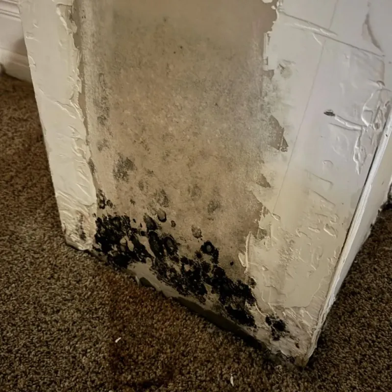 Professional Mold Removal in Oroville East, CA